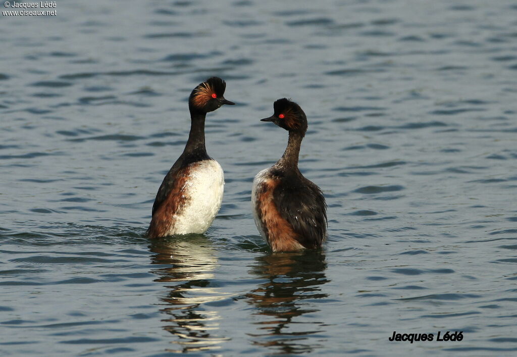 Black-necked Grebe adult breeding, Behaviour