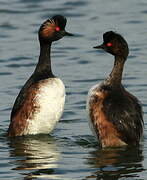 Black-necked Grebe