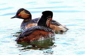 Black-necked Grebe