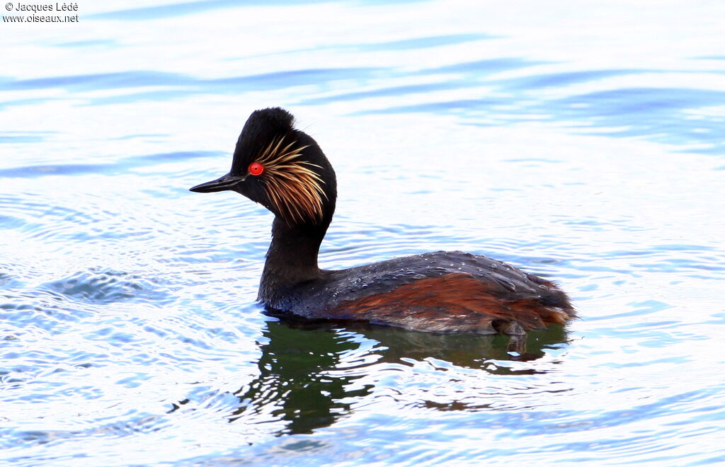 Black-necked Grebe