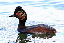 Black-necked Grebe