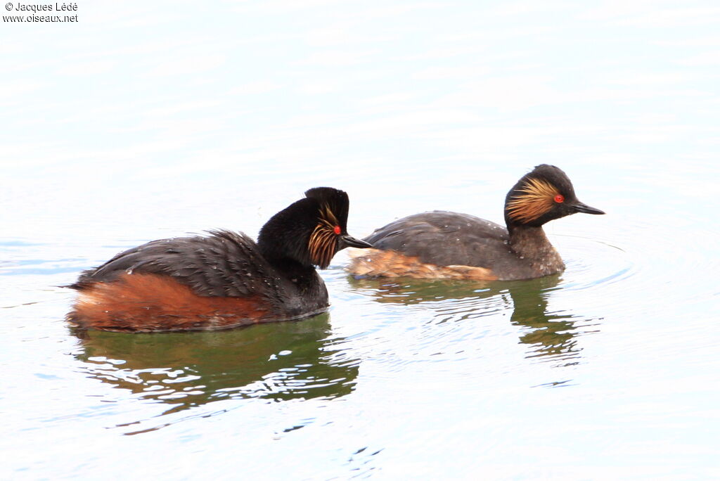 Black-necked Grebe