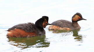 Black-necked Grebe