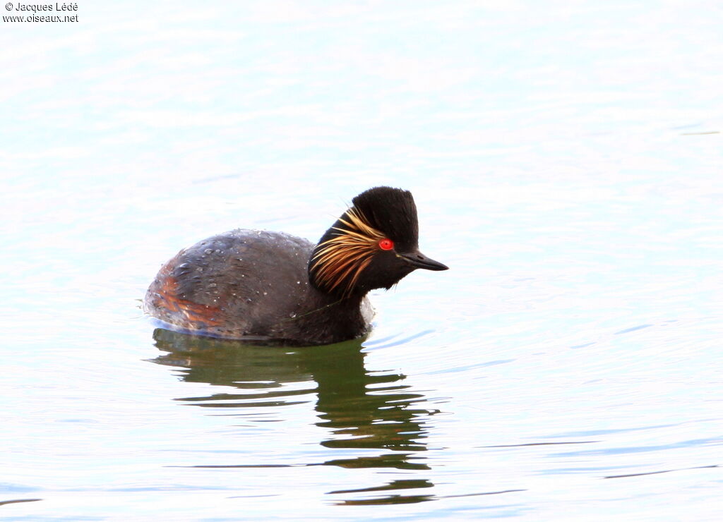 Black-necked Grebe