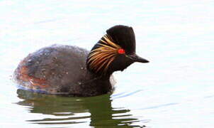 Black-necked Grebe