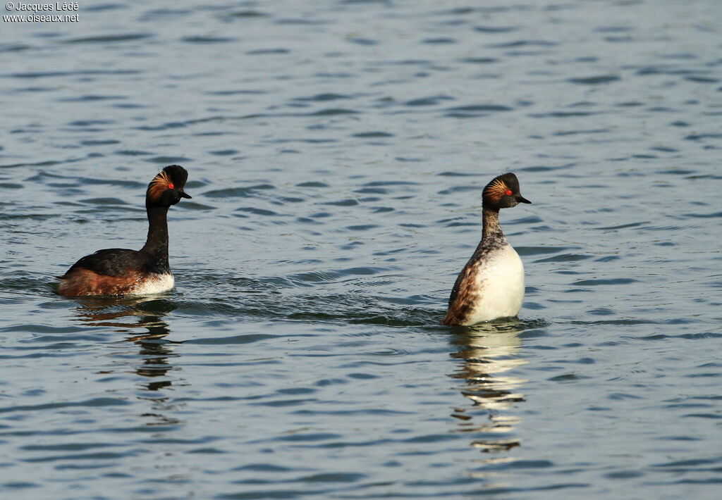 Black-necked Grebe