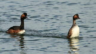 Black-necked Grebe