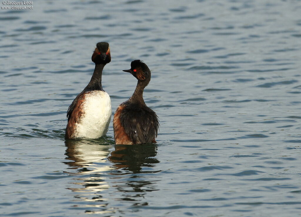 Black-necked Grebe