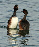 Black-necked Grebe