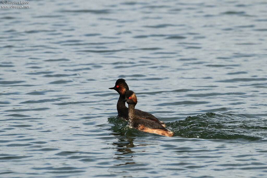 Black-necked Grebe