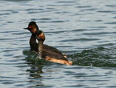 Black-necked Grebe