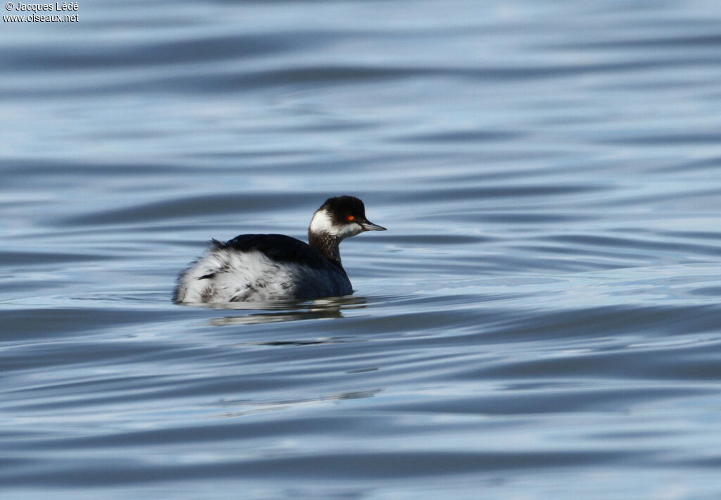 Black-necked Grebe