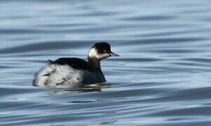 Black-necked Grebe