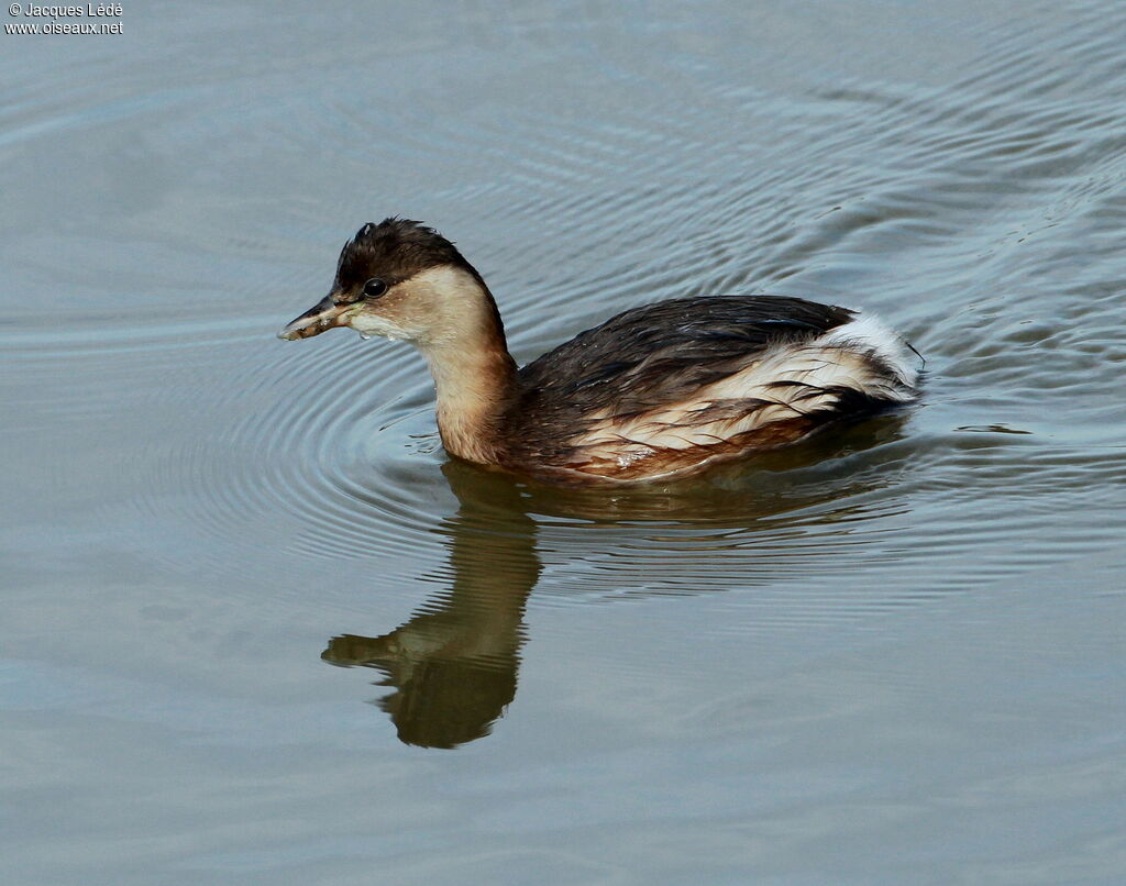 Little Grebe