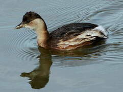 Little Grebe