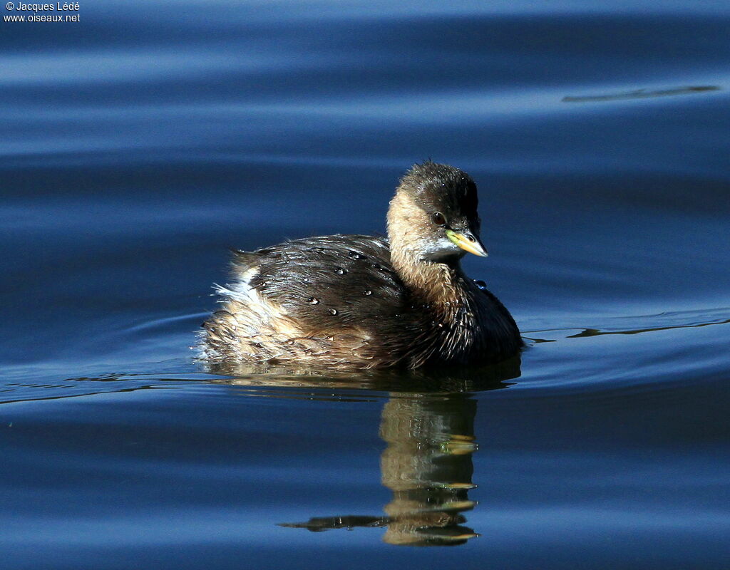 Little Grebe