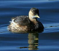 Little Grebe