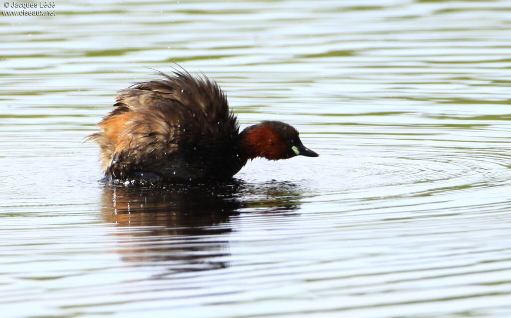 Little Grebe