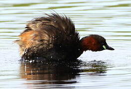 Little Grebe