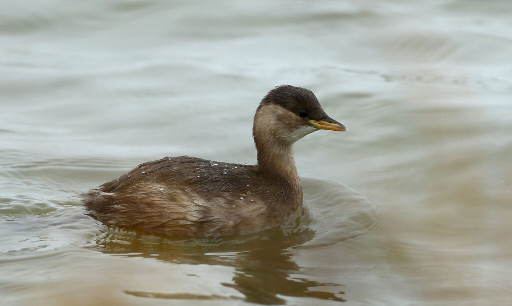 Little Grebe