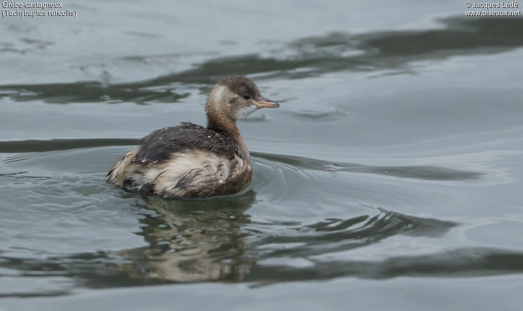 Little Grebe