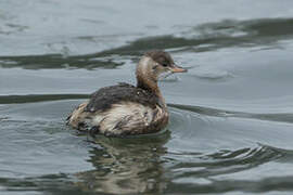 Little Grebe