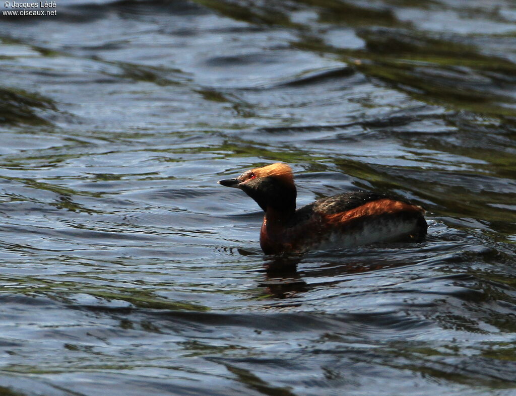 Horned Grebe