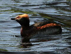 Horned Grebe