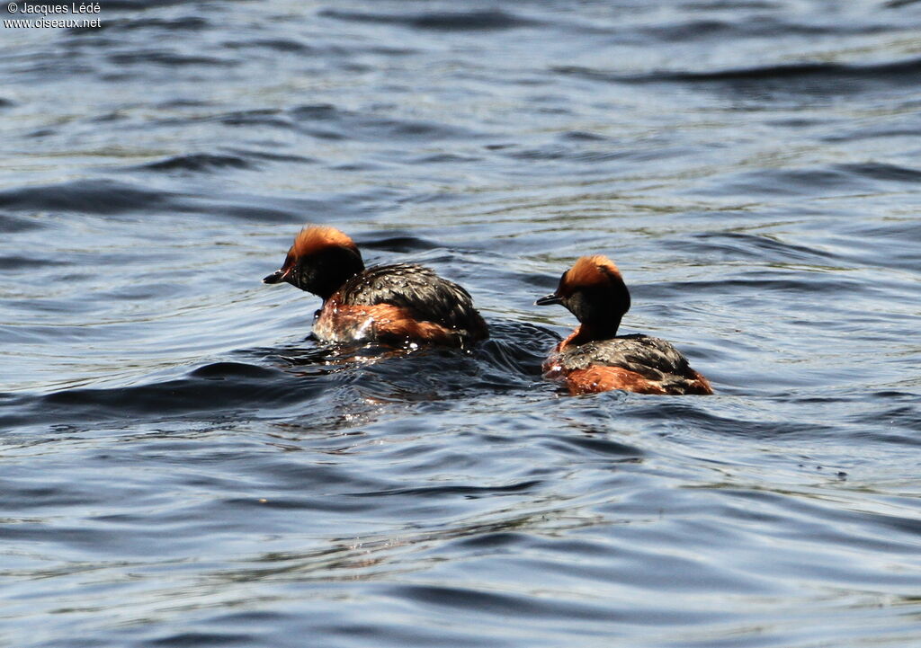 Horned Grebe 