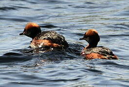 Horned Grebe