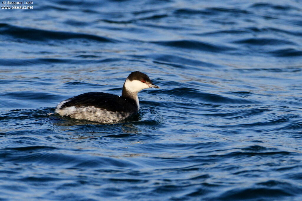 Horned Grebe