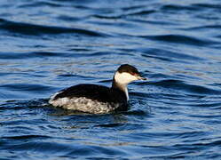 Horned Grebe