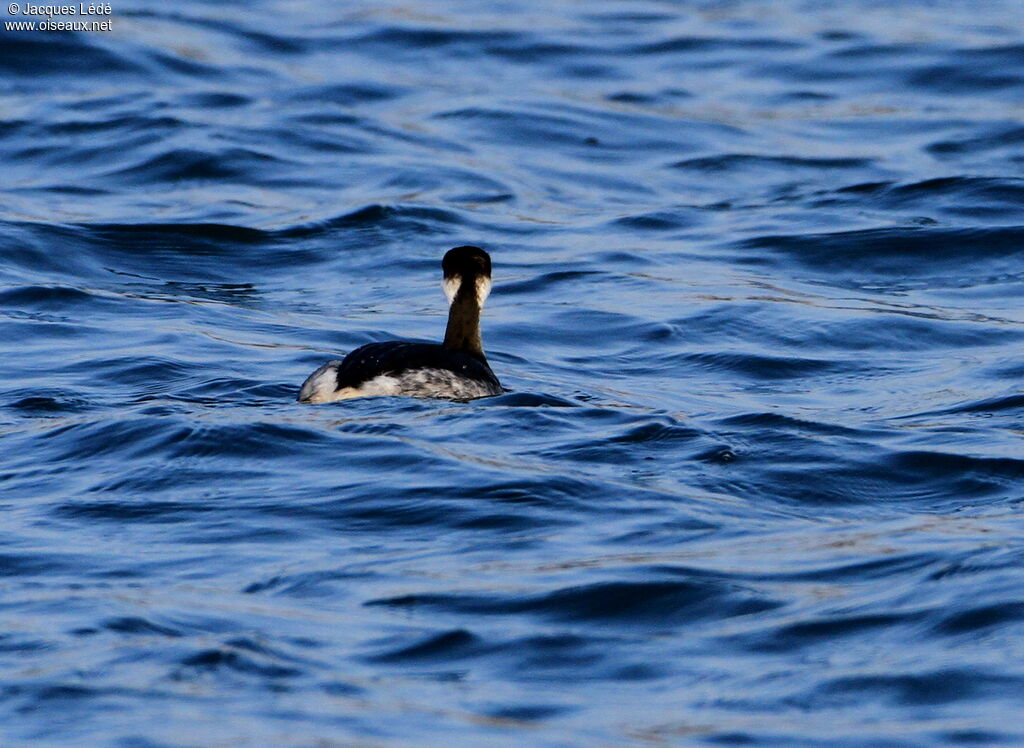 Horned Grebe