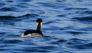 Horned Grebe