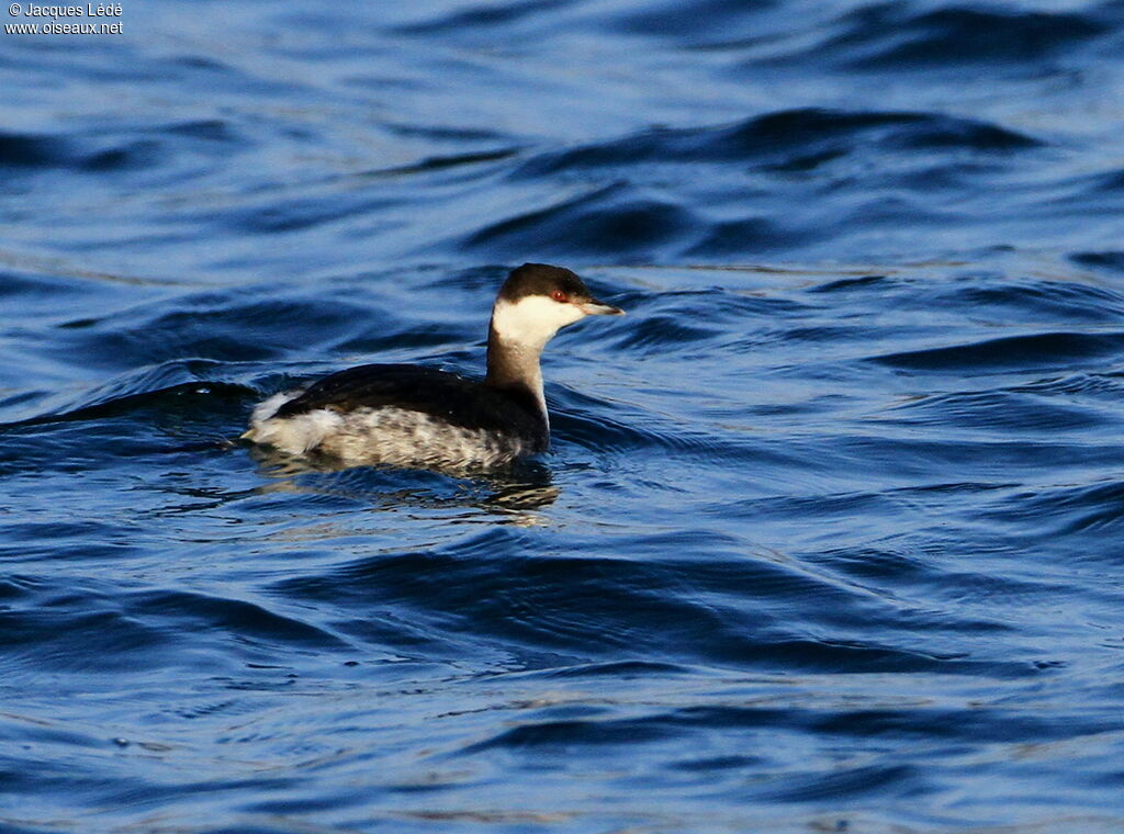 Horned Grebe