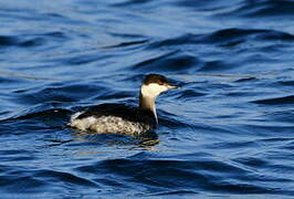 Horned Grebe