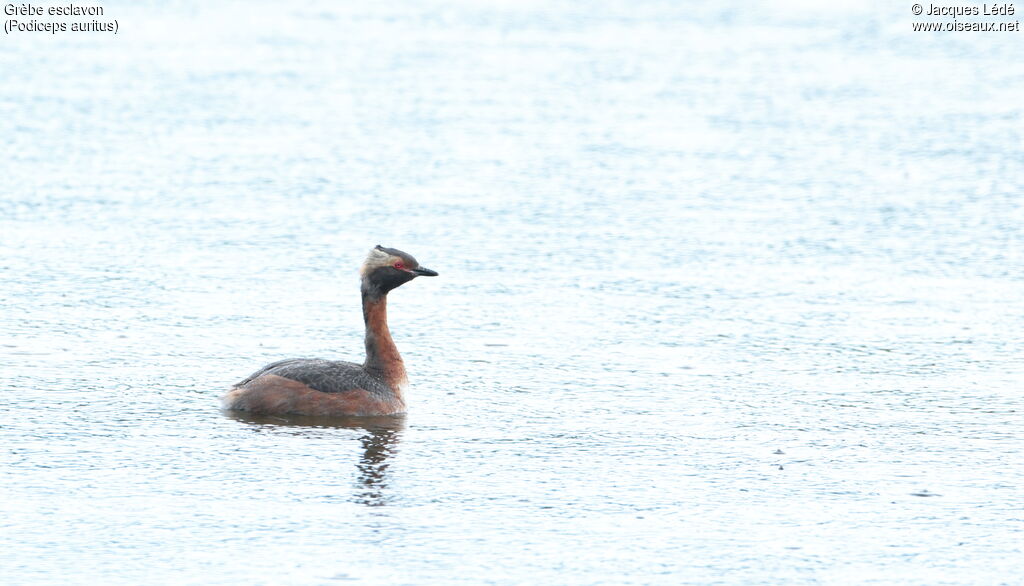 Horned Grebe