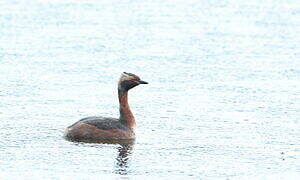 Horned Grebe