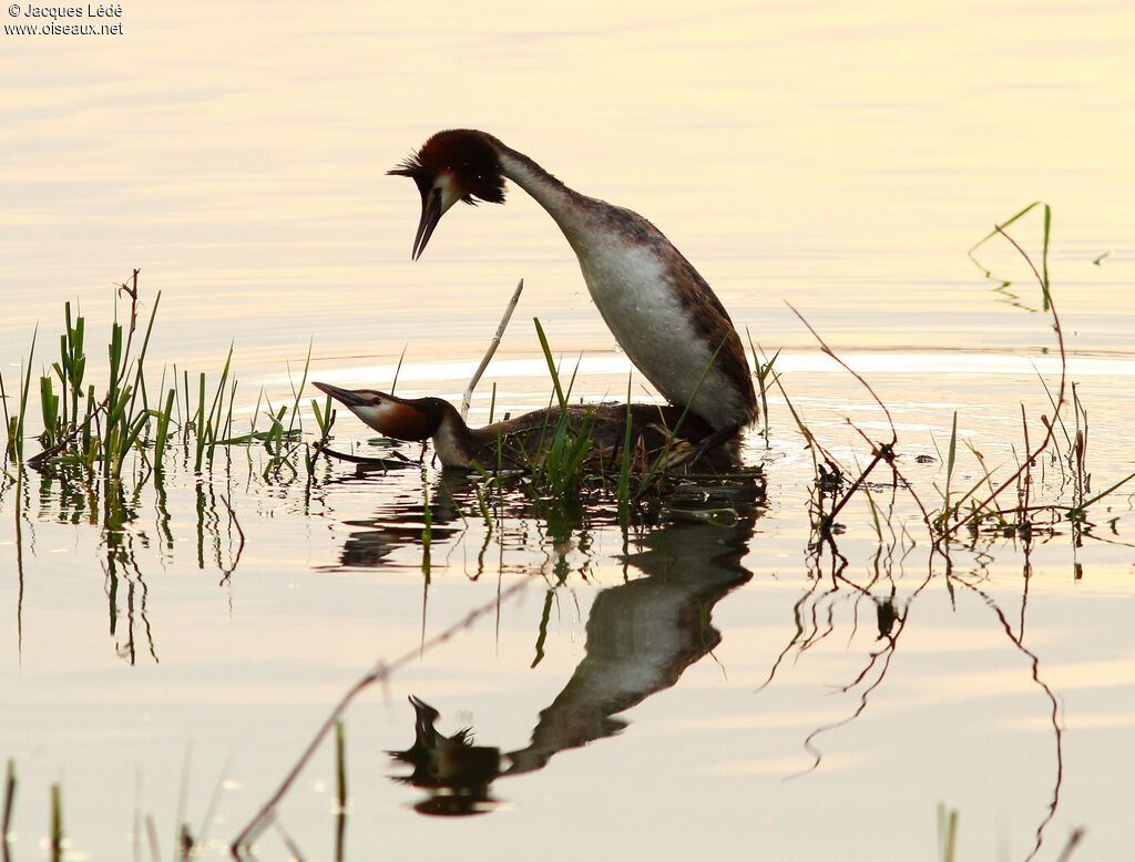 Great Crested Grebe