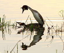 Great Crested Grebe