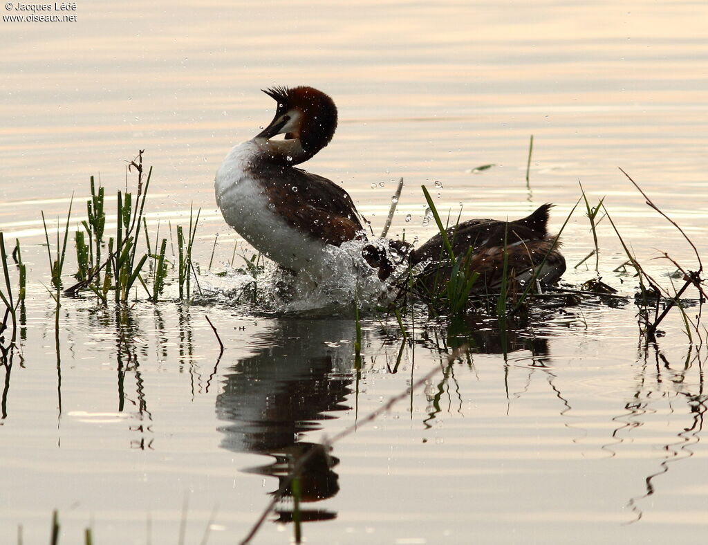 Great Crested Grebe