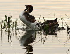 Great Crested Grebe