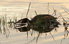 Great Crested Grebe