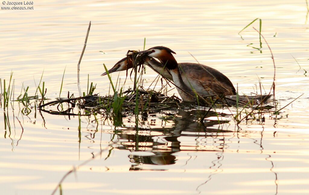 Great Crested Grebe