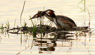 Great Crested Grebe