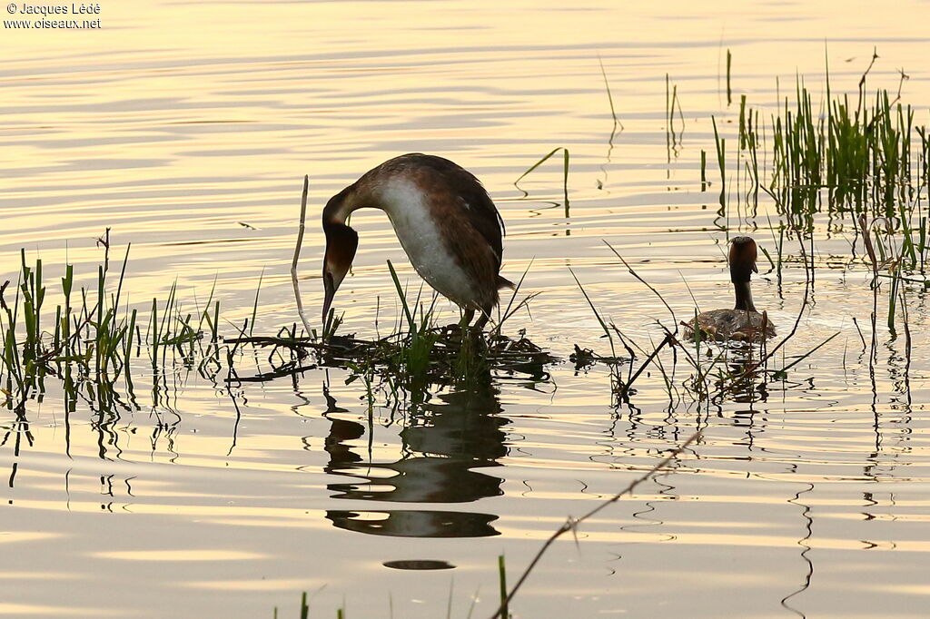 Great Crested Grebe