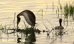 Great Crested Grebe