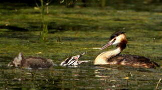 Great Crested Grebe