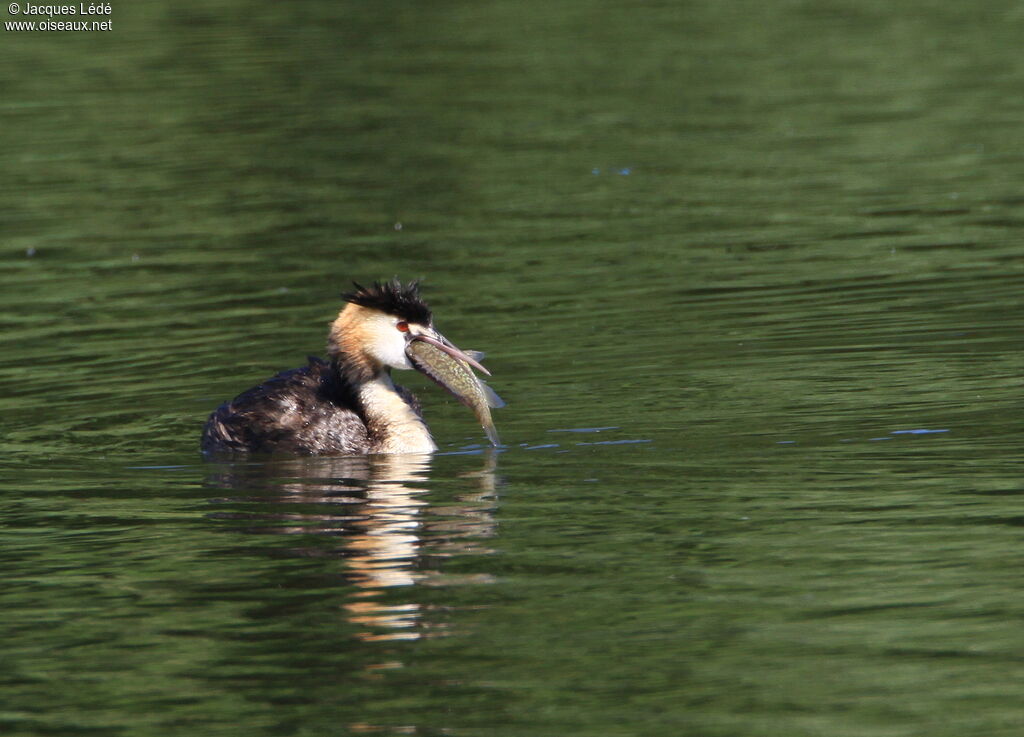 Great Crested Grebe