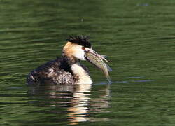 Great Crested Grebe